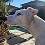 dog, white_dog, side_profile, outdoor, wooden_deck, potted_plant, house, sunny_day, blue_sky, calm, attentive, pet, animal, ears, snout, fur, daylight, nature, backyard, home