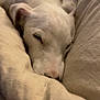 dog, sleeping, white_dog, blanket, cozy, resting, soft_texture, close_up, indoor, relaxation, pet, fur, snuggling, cute, calm, comfort, animal, nap, domestic_animal, bed