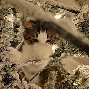 Mojo joined the competition — help win amazing prizes! cat, christmas_tree, snow, branch, pet, animal, indoor, curious, playful, frosted, holiday, decorations, feline, closeup, whiskers, paws, nature, green, white, light
