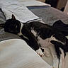 Billy is registered to the contest to win money with this photo: animal, bed, black_and_white, blanket, cat, comfort, cozy, domestic, feline, fur, home, indoor, laying, pet, quiet, quiet_moment, relaxed, resting, sleepy, soft