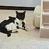 animal, black_and_white, carpet, cat, cat_bed, cozy, cute, domestic_animal, feline, floor, fur, home, indoor, looking, pet, plastic_stairs, relaxed, resting, tuxedo_cat, whiskers