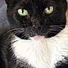 Billy joined the competition — help win amazing prizes! animal, black_cat, cat, close_up, cute, domestic_cat, ears, face, feline, fur, green_eyes, indoor, looking_at_camera, muzzle, pet, portrait, relaxed, sitting, whiskers, white_fur