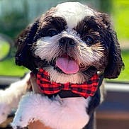 Benji joined the competition — help win amazing prizes! dog, pet, bow_tie, black_and_white, tongue_out, happy, smiling, fluffy, close_up, outdoor, blurred_background, cute, small_dog, portrait, canine, fur, friendly, animal, companion, adorable