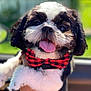 dog, pet, bow_tie, black_and_white, tongue_out, happy, smiling, fluffy, close_up, outdoor, blurred_background, cute, small_dog, portrait, canine, fur, friendly, animal, companion, adorable