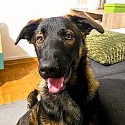 Alpha participe au concours pour gagner de l'argent avec cette photo : blanket, cushion, dog, ears, eyes, fur, german_shepherd, happy, home, indoor, mouth, nose, pet, picture_frame, portrait, potted_plant, sitting, sofa, tongue_out, wooden_floor