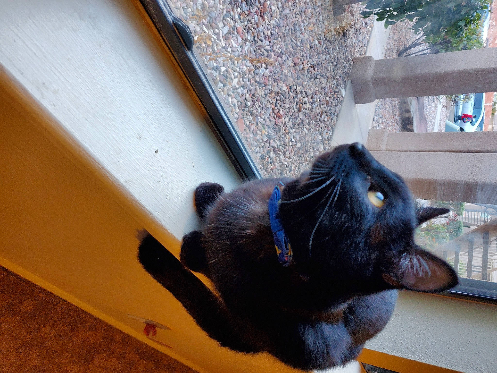 Mccord joined the competition — help win amazing prizes! black_cat, carnivore, cat, comfort, domestic_short_haired_cat, electric_blue, felidae, flooring, flowerpot, fur, hardwood, plant, small_to_medium_sized_cats, snout, sporting_group, table, tail, whiskers, window, wood