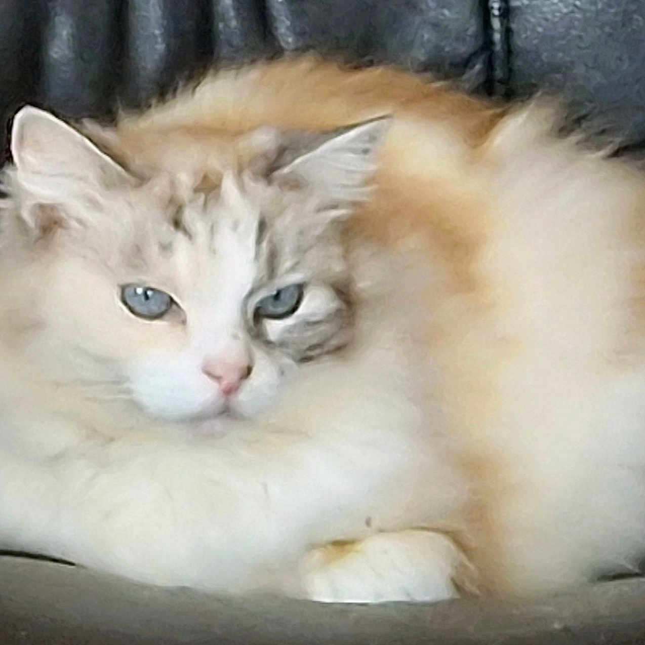 Daisy participe au concours pour gagner de l'argent avec cette photo : abyssinian, angora, animal, brasssection, cat, couch, furniture, horn, kitten, manx, musicalinstrument, person, pet, siamese, sleeping
