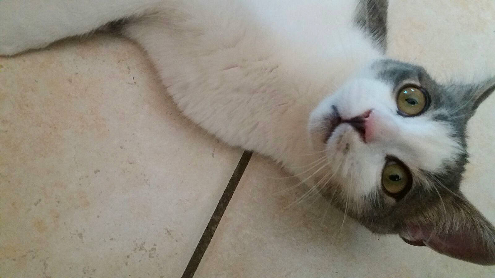 Goodgood participe au concours pour gagner de l'argent avec cette photo : carnivore, cat, claw, domestic_short_haired_cat, fang, felidae, fur, paw, small_to_medium_sized_cats, snout, tail, terrestrial_animal, whiskers, yawn