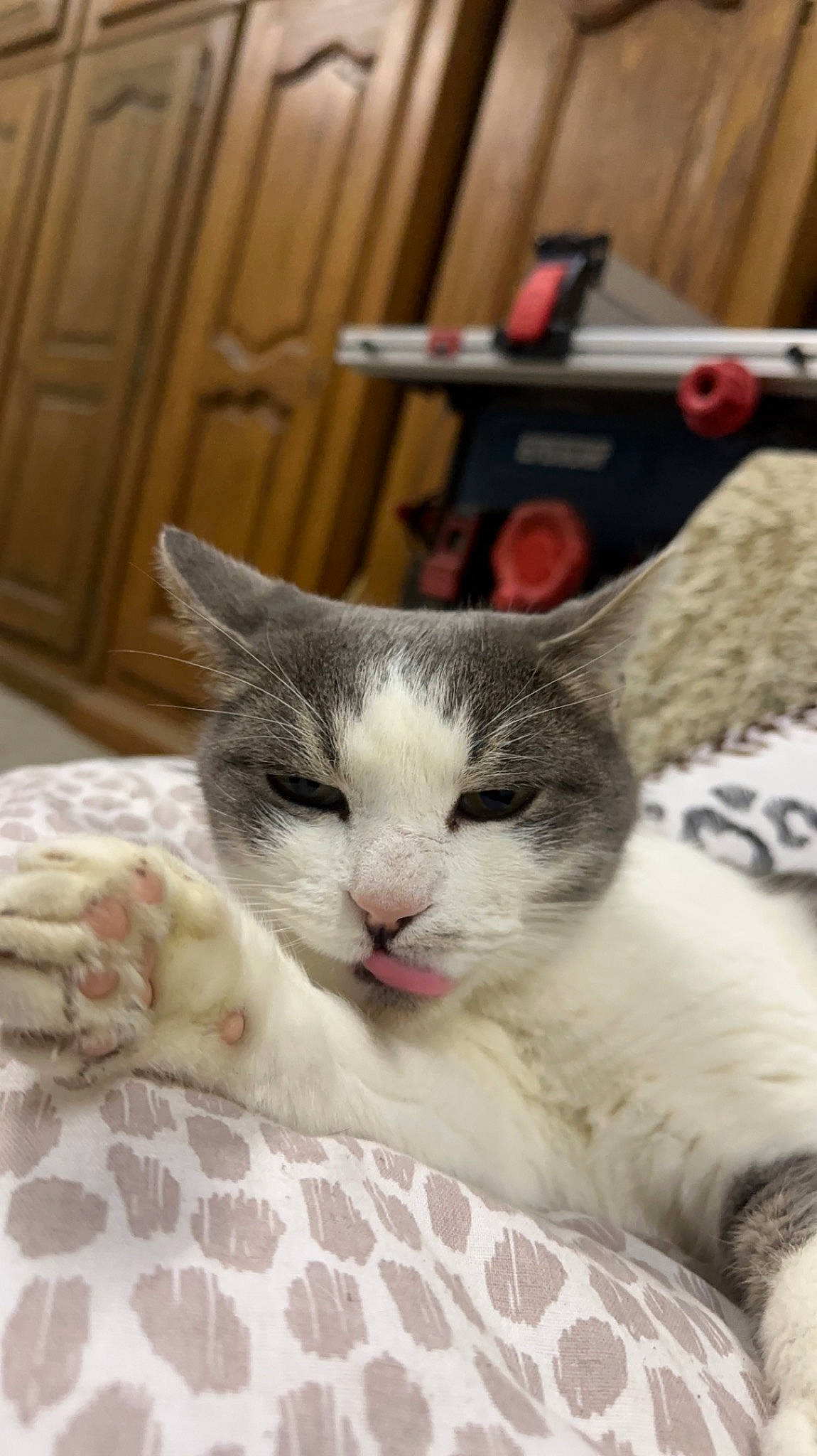 Goodgood a rejoint le concours — aidez-le/la à gagner de superbes lots ! cabinetry, carnivore, cat, claw, collar, comfort, domestic_short_haired_cat, door, eye, felidae, fur, linens, paw, small_to_medium_sized_cats, snout, tail, whiskers, wood