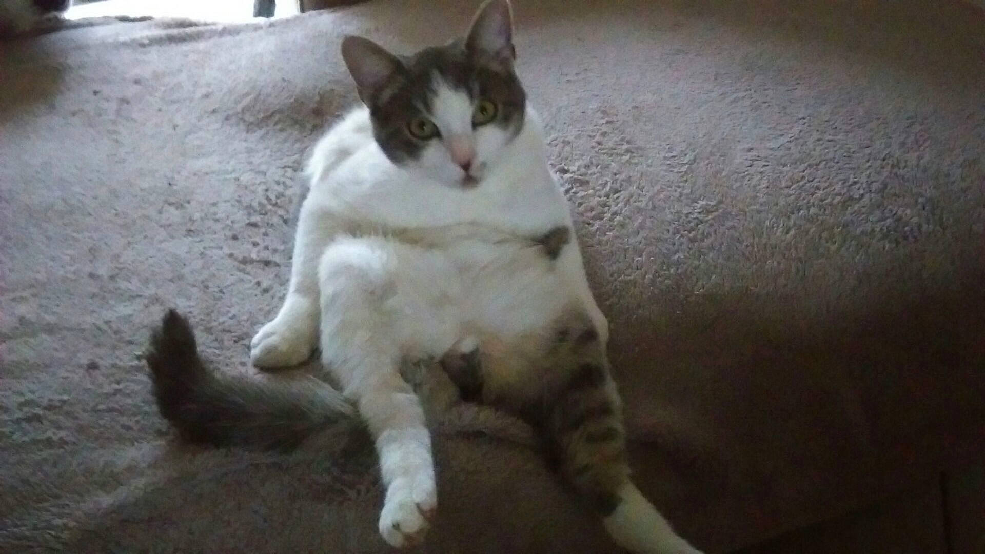 Goodgood participe au concours pour gagner de l'argent avec cette photo : carnivore, cat, domestic_short_haired_cat, felidae, foot, fur, paw, sitting, small_to_medium_sized_cats, snout, tail, terrestrial_animal, whiskers