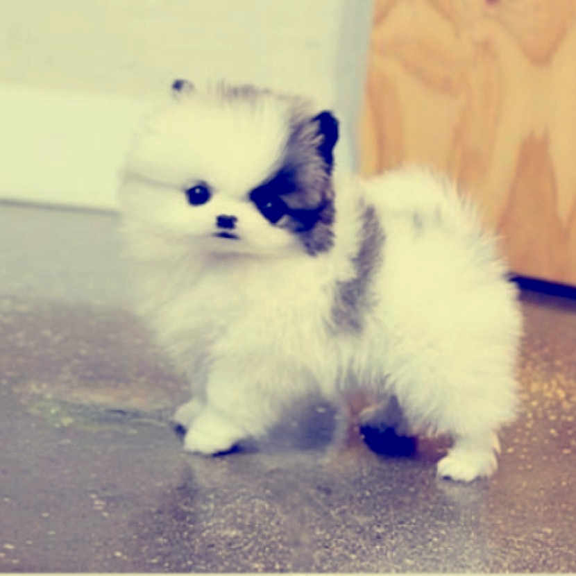 Stella is registered to the contest to win money with this photo: canidae, carnivore, companion_dog, dog, dog_breed, ear, fawn, german_spitz, german_spitz_klein, mammal, non_sporting_group, pomeranian, puppy, shih_tzu, skin, spitz, toy_dog, vertebrate, volpino_italiano, whiskers