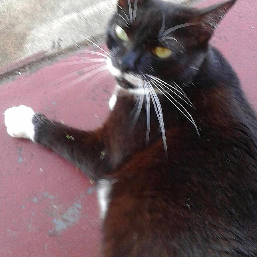 Bella joined the competition — help win amazing prizes! animal, black_and_white, cat, closeup, curious, domestic_cat, ears, feline, fur, laying_down, looking_back, outdoor, paws, pet, relaxed, resting, side_view, whiskers, yellow_eyes