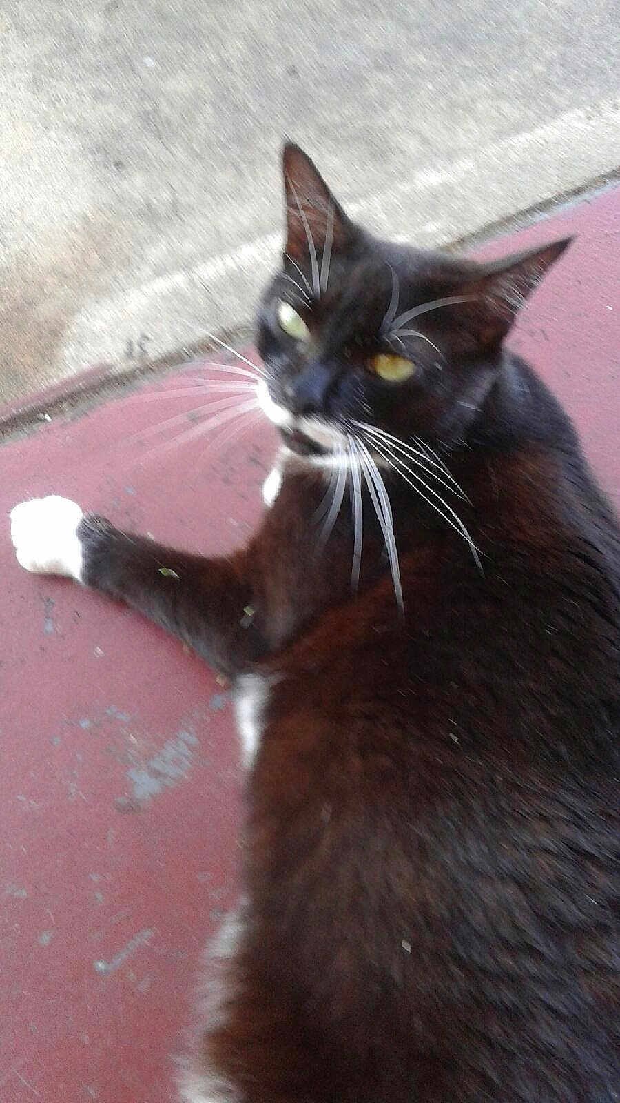 Bella