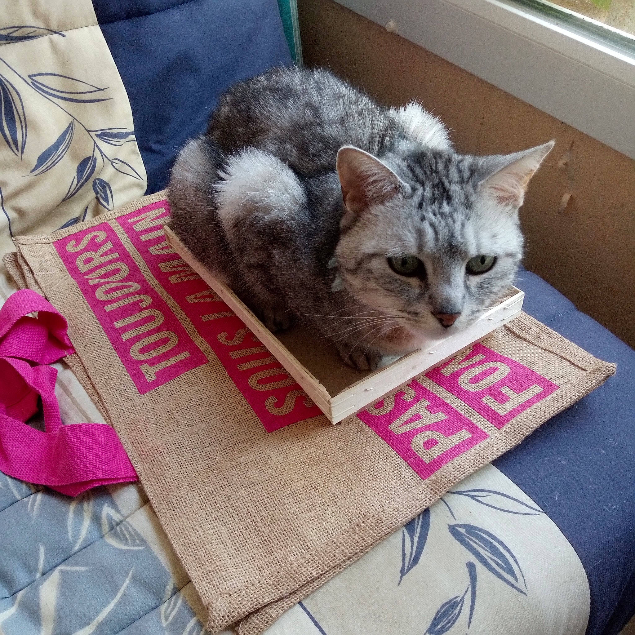 Diesel participe au concours pour gagner de l'argent avec cette photo : bag, basket, box, carnivore, cat, cat_supply, comfort, couch, domestic_short_haired_cat, felidae, fur, grey, linens, luggage_and_bags, magenta, pattern, small_to_medium_sized_cats, tail, whiskers, window