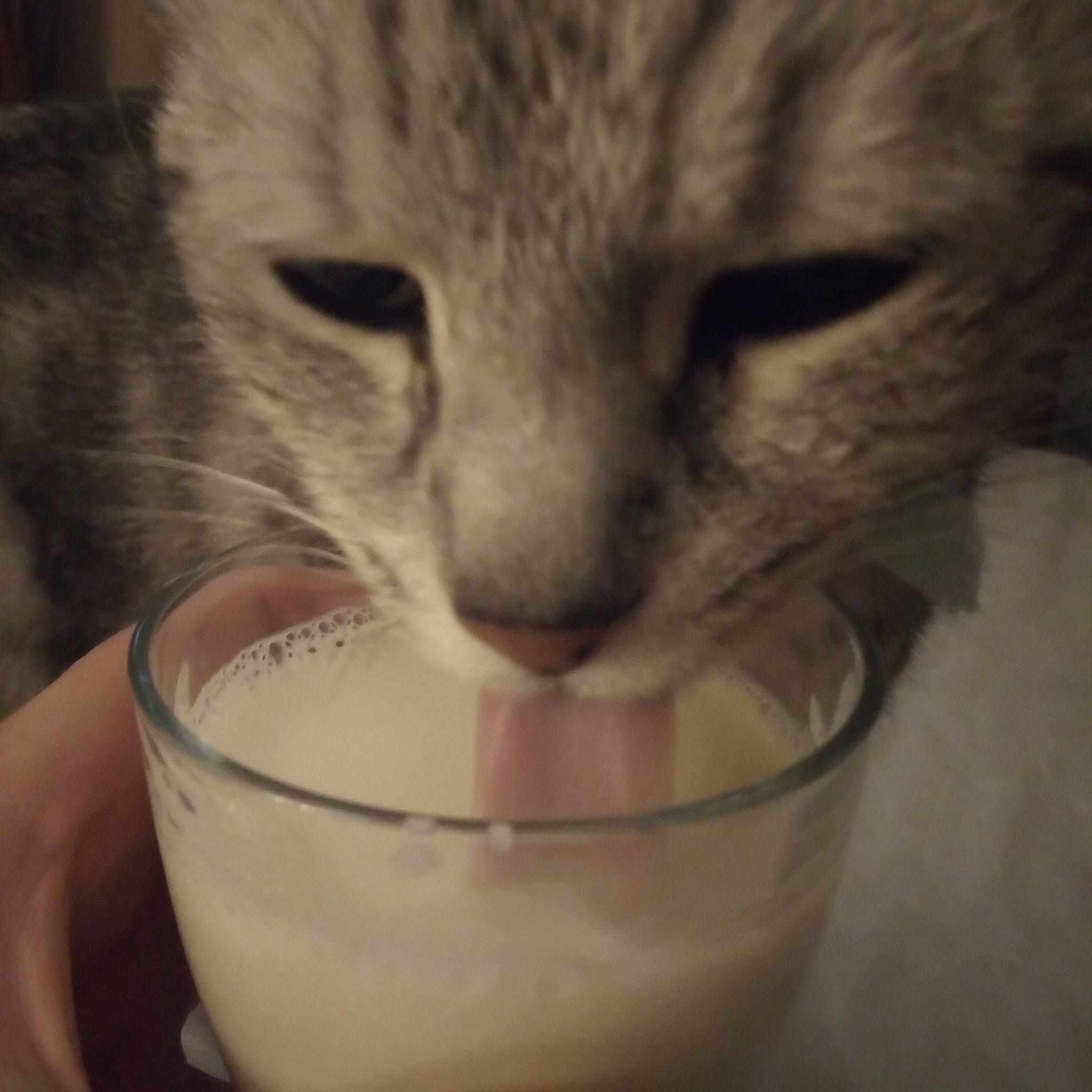 Diesel participe au concours pour gagner de l'argent avec cette photo : carnivore, cat, cat_supply, cup, domestic_short_haired_cat, drink, drinking, drinking_straw, drinkware, ear, eyelash, felidae, food, fur, ingredient, plant_milk, small_to_medium_sized_cats, snout, tableware, whiskers