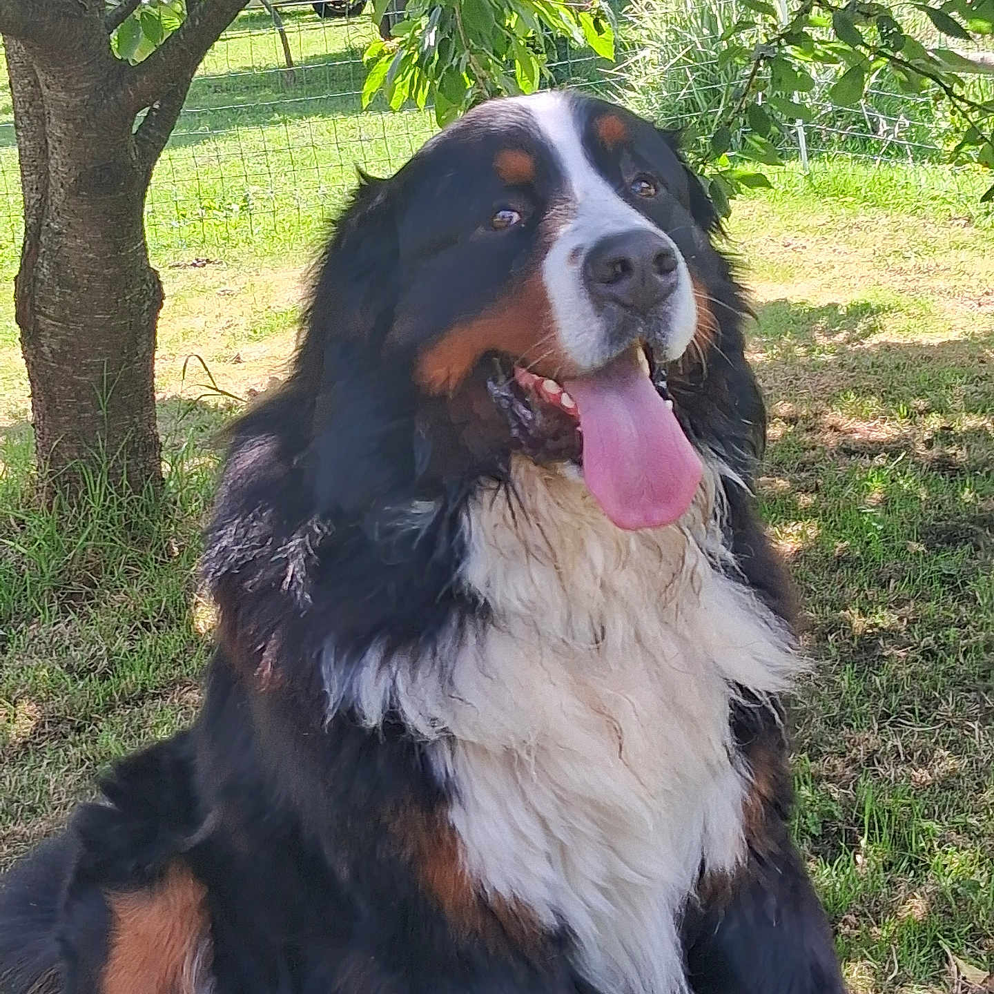 Georges participe au concours pour gagner de l'argent avec cette photo : animal, bernese_mountain_dog, canine, daylight, dog, friendly, fur, garden, grass, happy, mammal, nature, outdoor, pet, playful, shade, sitting, sunlight, tongue_out, tree