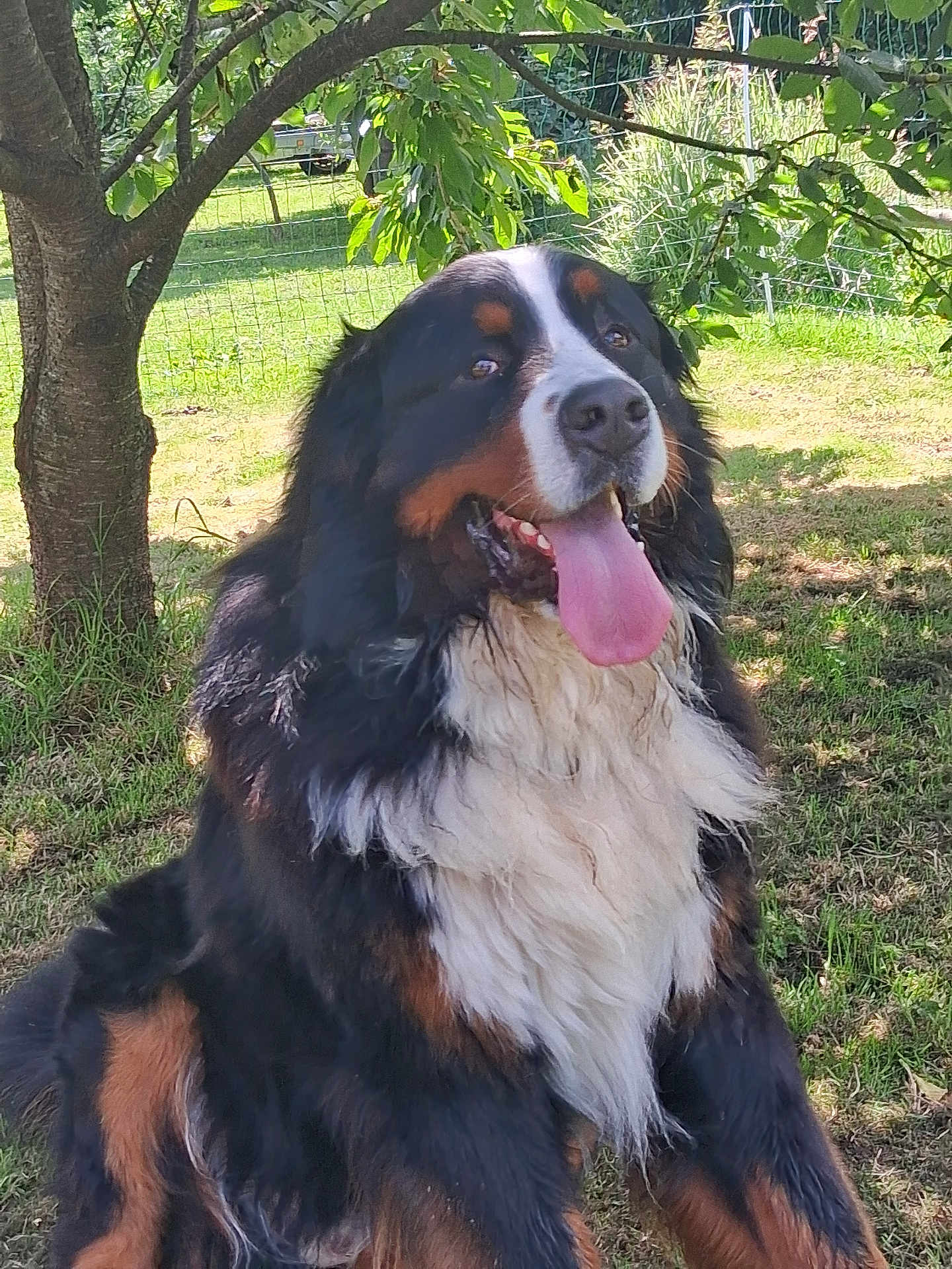 Georges participe au concours pour gagner de l'argent avec cette photo : dog, bernese_mountain_dog, outdoor, grass, tree, sunlight, pet, animal, tongue_out, happy, canine, fur, nature, garden, sitting, daylight, mammal, friendly, playful, shade