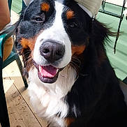 Georges participe au concours pour gagner de l'argent avec cette photo : dog, bernese_mountain_dog, hat, smiling, outdoor, sunlight, wooden_deck, happy, pet, animal, canine, black_fur, white_fur, brown_fur, sitting, tongue_out, summer, cheerful, closeup, domestic_animal