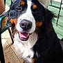 dog, bernese_mountain_dog, hat, smiling, outdoor, sunlight, wooden_deck, happy, pet, animal, canine, black_fur, white_fur, brown_fur, sitting, tongue_out, summer, cheerful, closeup, domestic_animal