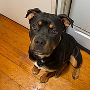 Duke is registered to the contest to win money with this photo: dog, puppy, black_and_tan, wooden_floor, shoe, indoor, pet, looking_up, floor, door, ears, animal, canine, young_dog, brown_eyes, nose, sitting, fur, waiting, household