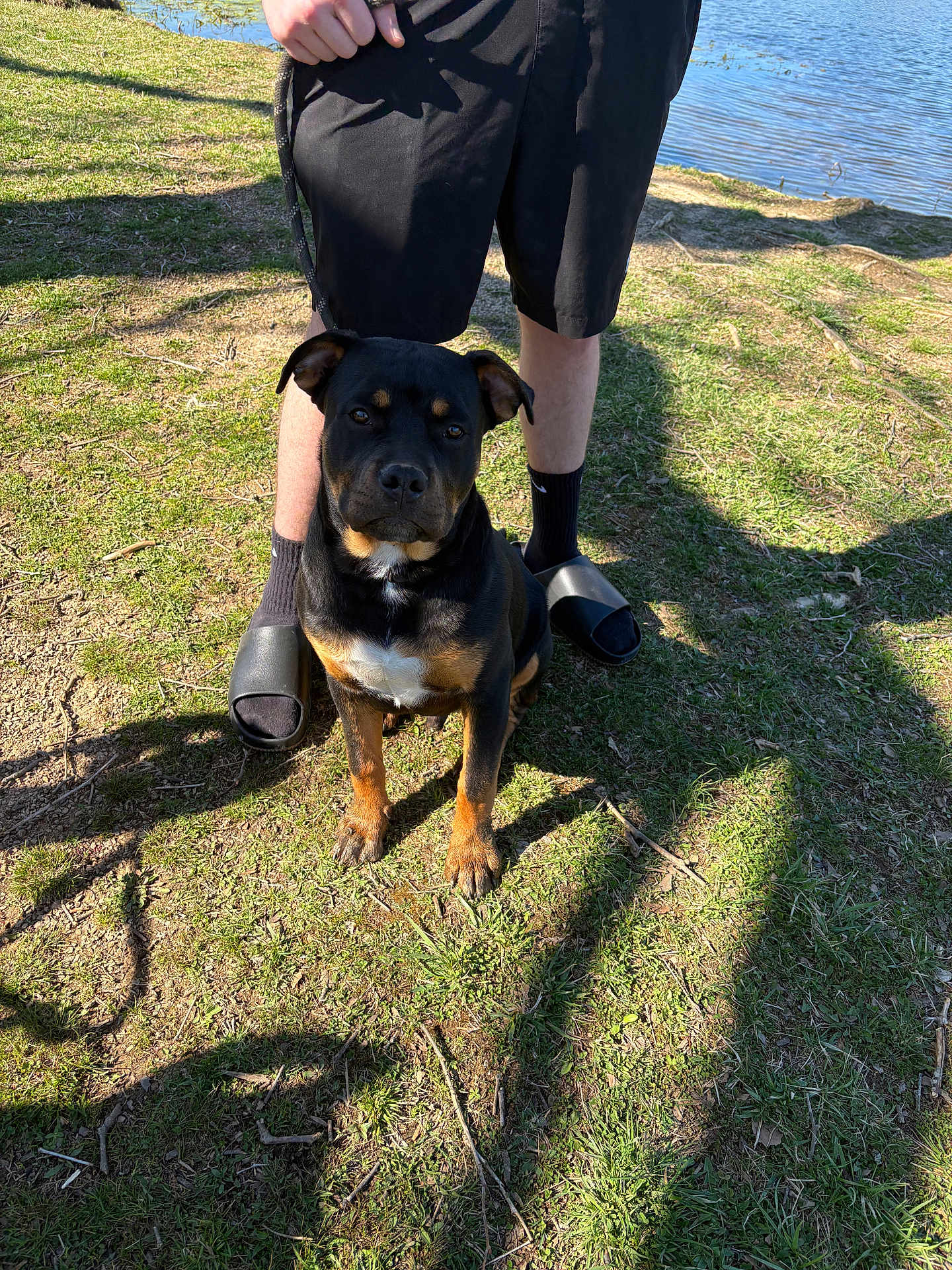 Duke joined the competition — help win amazing prizes! dog, grass, person, shorts, socks, slides, water, outdoor, sunlight, shadow, animal, pet, nature, summer, leash, canine, portrait, ground, daytime, casual_clothing