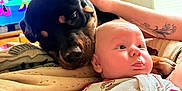 Duke is registered to the contest to win money with this photo: baby, dog, rottweiler, tattoo, hand, blanket, bed, indoor, television, animation, cartoon, window, light, clothing, onesie, person, pet, resting, cute, family