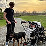 Duke is registered to the contest to win money with this photo: man, dog, rottweiler, baby, stroller, blanket, gravel_path, outdoor, sunset, grass, trees, person, leash, casual_clothing, footwear, nature, child, infant, park, walking