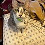cat, gray_and_white_cat, bed, bedspread, quilt, collar, bell, yellow_eyes, indoor, pet, curious, feline, fur, whiskers, looking_up, domestic_animal, sleeping_area, patterned_sheet, bag, wooden_floor