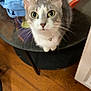 cat, gray_cat, white_cat, glass_table, indoor, wooden_floor, curious, pet, feline, table, food_container, pizza_box, clothing, domestic, whiskers, ears, green_eyes, looking_up, collar, bell