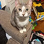cat, gray_cat, white_cat, pet, feline, indoor, couch, furniture, toy, yellow_toy, cabinet, clutter, suitcase, clothes, curious, looking_up, whiskers, ears, floor, home