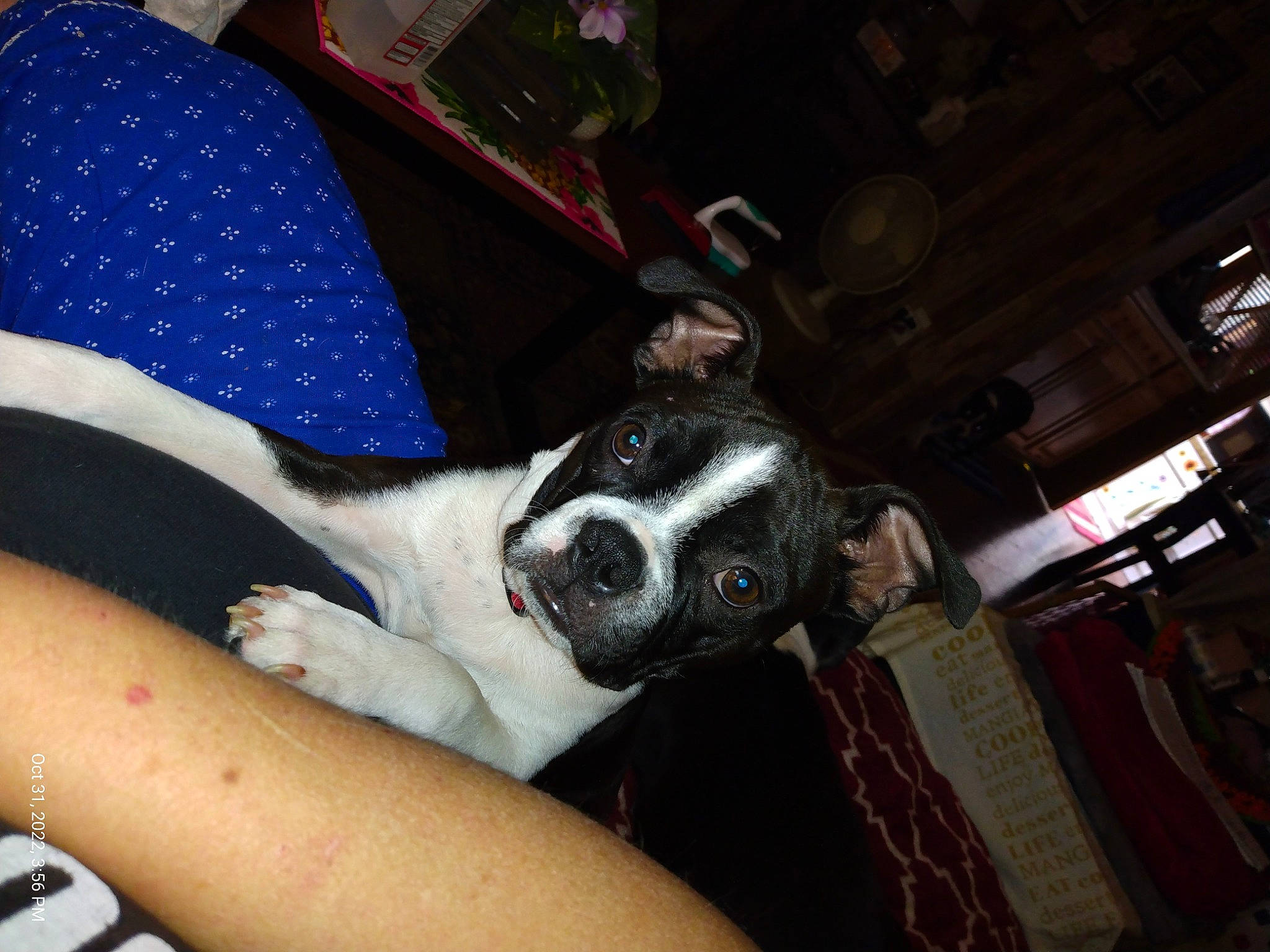 Peanut is registered to the contest to win money with this photo: boston_terrier, canidae, carnivore, comfort, companion_dog, dog, dog_breed, ear, fawn, foot, fur, human_leg, nail, non_sporting_group, snout, sporting_group, thigh, whiskers, working_animal, wrist