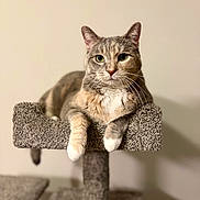 Brielle joined the competition — help win amazing prizes! cat, feline, pet, animal, indoor, cat_tree, carpeted, gray, fur, whiskers, paws, relaxed, looking_at_camera, portrait, domestic_cat, cute, mammal, resting, close_up, household