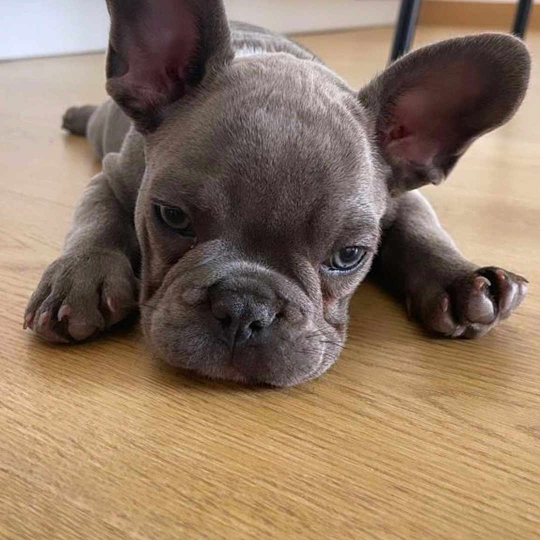 Paco a rejoint le concours — aidez-le/la à gagner de superbes lots ! animal, bulldog, canine, dog, frenchbulldog, hardwood, indoors, interiordesign, pet, pitbull, puppy, snout, stainedwood, wood