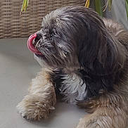 Milou a rejoint le concours — aidez-le/la à gagner de superbes lots ! animal, black, brown, closeup, cozy, cute, dog, fluffy, fur, gray, indoors, lying_down, nose, paw, pet, plant, resting, tongue_out, white, wicker