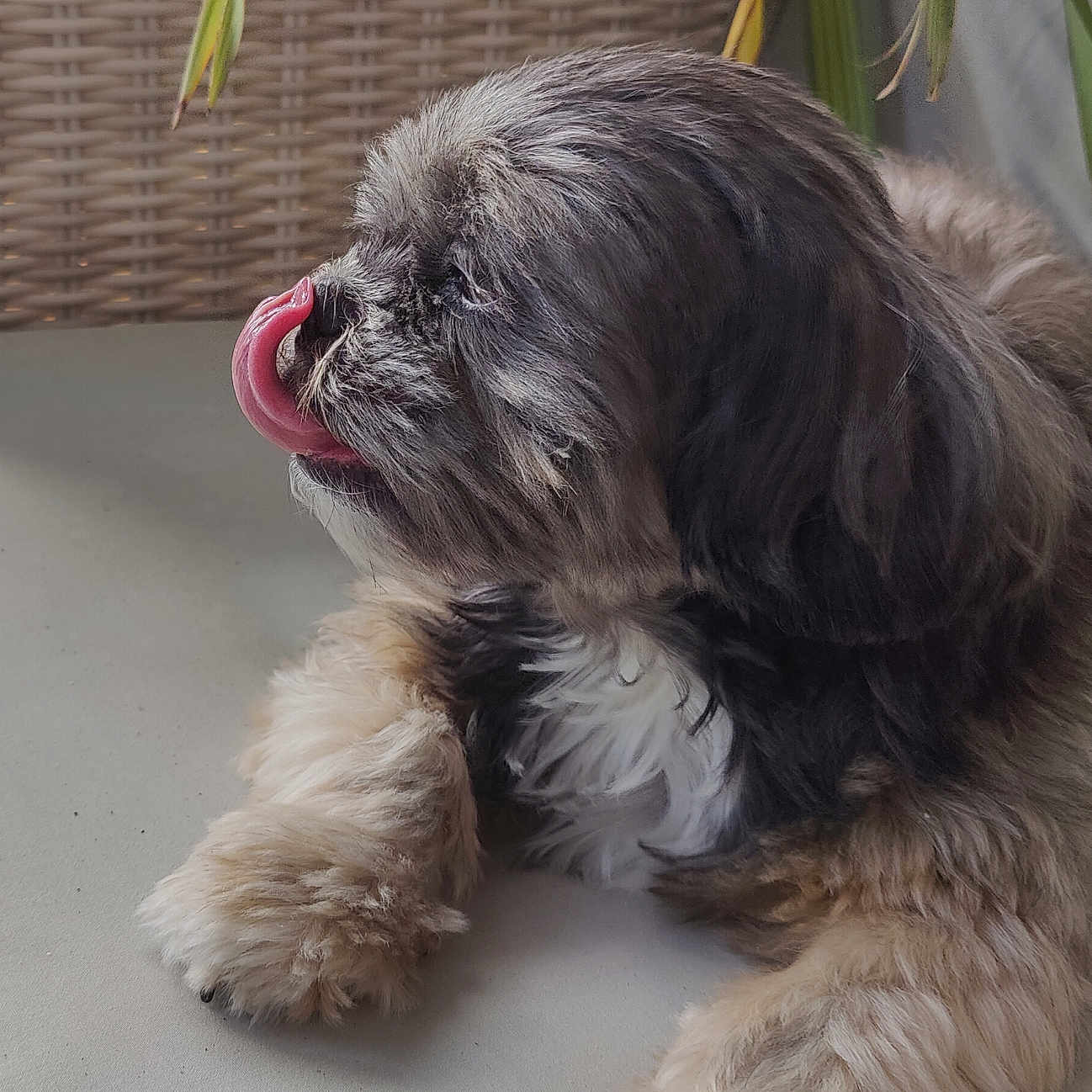 Milou