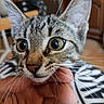 Luffy participe au concours pour gagner de l'argent avec cette photo : cat, kitten, tabby, pet, animal, close_up, portrait, whiskers, ears, eyes, green_eyes, fur, striped_fur, nose, curious, wide_eyed, hand, indoor, piano, music