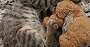 Luffy a rejoint le concours — aidez-le/la à gagner de superbes lots ! cat, kitten, tabby, sleeping, cuddling, plush_toy, stuffed_animal, rug, indoor, cozy, cute, relaxed, curled_up, furry, pet, nap, toy, brown, gray, portrait