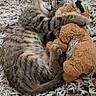 cat, kitten, tabby, sleeping, cuddling, plush_toy, stuffed_animal, rug, indoor, cozy, cute, relaxed, curled_up, furry, pet, nap, toy, brown, gray, portrait
