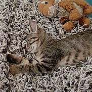 Luffy a rejoint le concours — aidez-le/la à gagner de superbes lots ! cat, kitten, tabby, sleeping, lying_down, pet, animal, fur, whiskers, ears, striped, shaggy_rug, stuffed_animal, bunny_toy, indoor, home, cozy, relaxed, cute, portrait