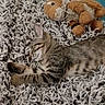cat, kitten, tabby, sleeping, lying_down, pet, animal, fur, whiskers, ears, striped, shaggy_rug, stuffed_animal, bunny_toy, indoor, home, cozy, relaxed, cute, portrait
