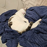 Misa a rejoint le concours — aidez-le/la à gagner de superbes lots ! cat, sleeping_cat, blanket, couch, pillow, home_interior, upholstery, fur, cozy, pet, nap, living_room, soft_texture, white_cat, tabby, tail, relaxed, comfort, throw_blanket, furniture