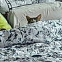 cat, bed, bedding, duvet, pillow, pattern, ears, peek, pet, bedroom, linen, comforter, headboard, cozy, indoor, fur, blanket, sheet, decor, screenshot