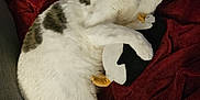 Misa participe au concours pour gagner de l'argent avec cette photo : cat, pet, feline, white_fur, gray_spots, blanket, red_blanket, sofa, couch, indoor, plush_toy, penguin_toy, paw, licking, whiskers, relaxed, cozy, sleepy, closeup, furniture