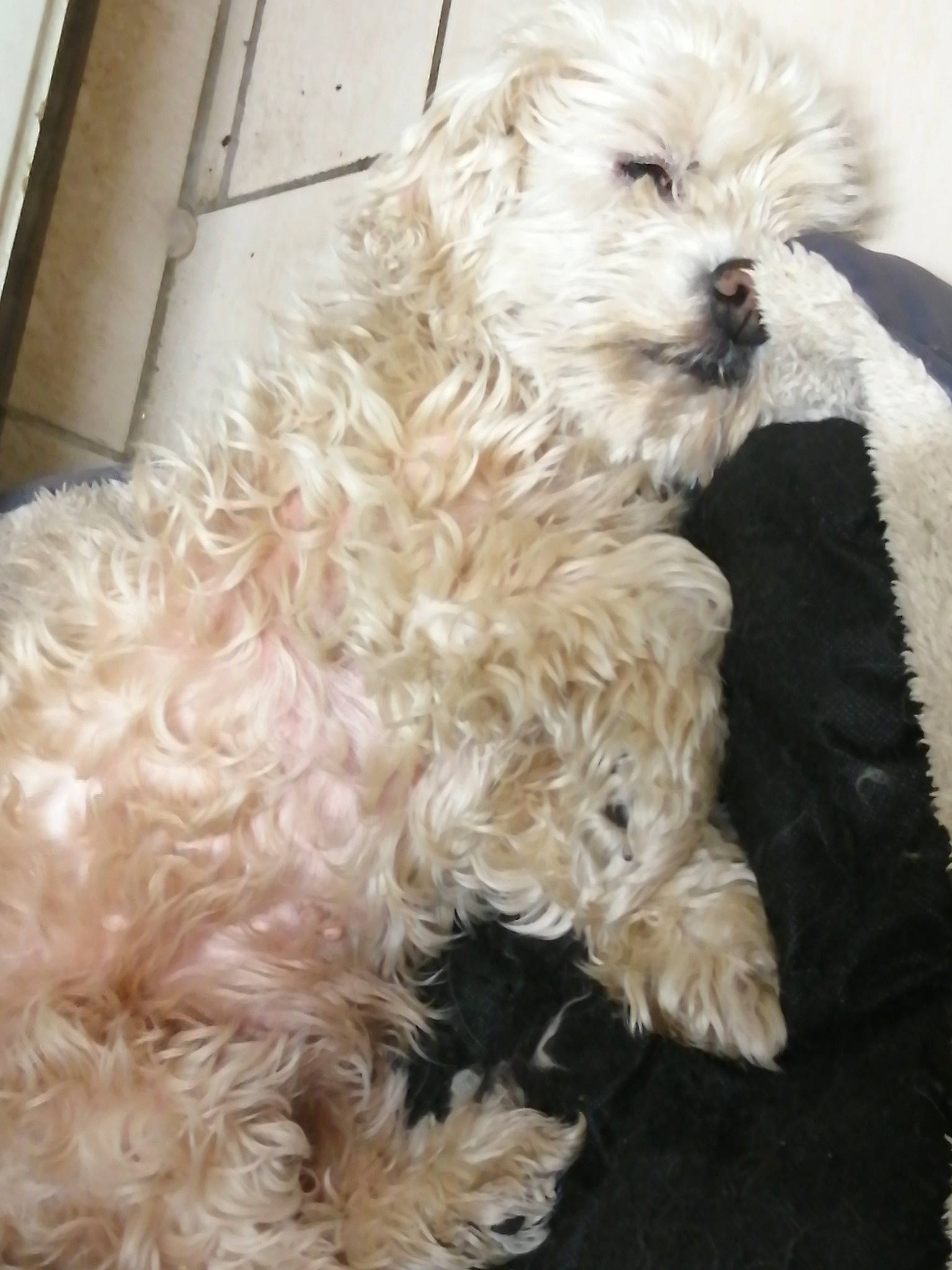 Gala a rejoint le concours — aidez-le/la à gagner de superbes lots ! canidae, carnivore, companion_dog, dog, dog_breed, dog_collar, fur, labradoodle, maltepoo, natural_material, non_sporting_group, poodle, shih_poo, small_terrier, sporting_group, terrier, toy_dog, water_dog, working_animal, yorkipoo