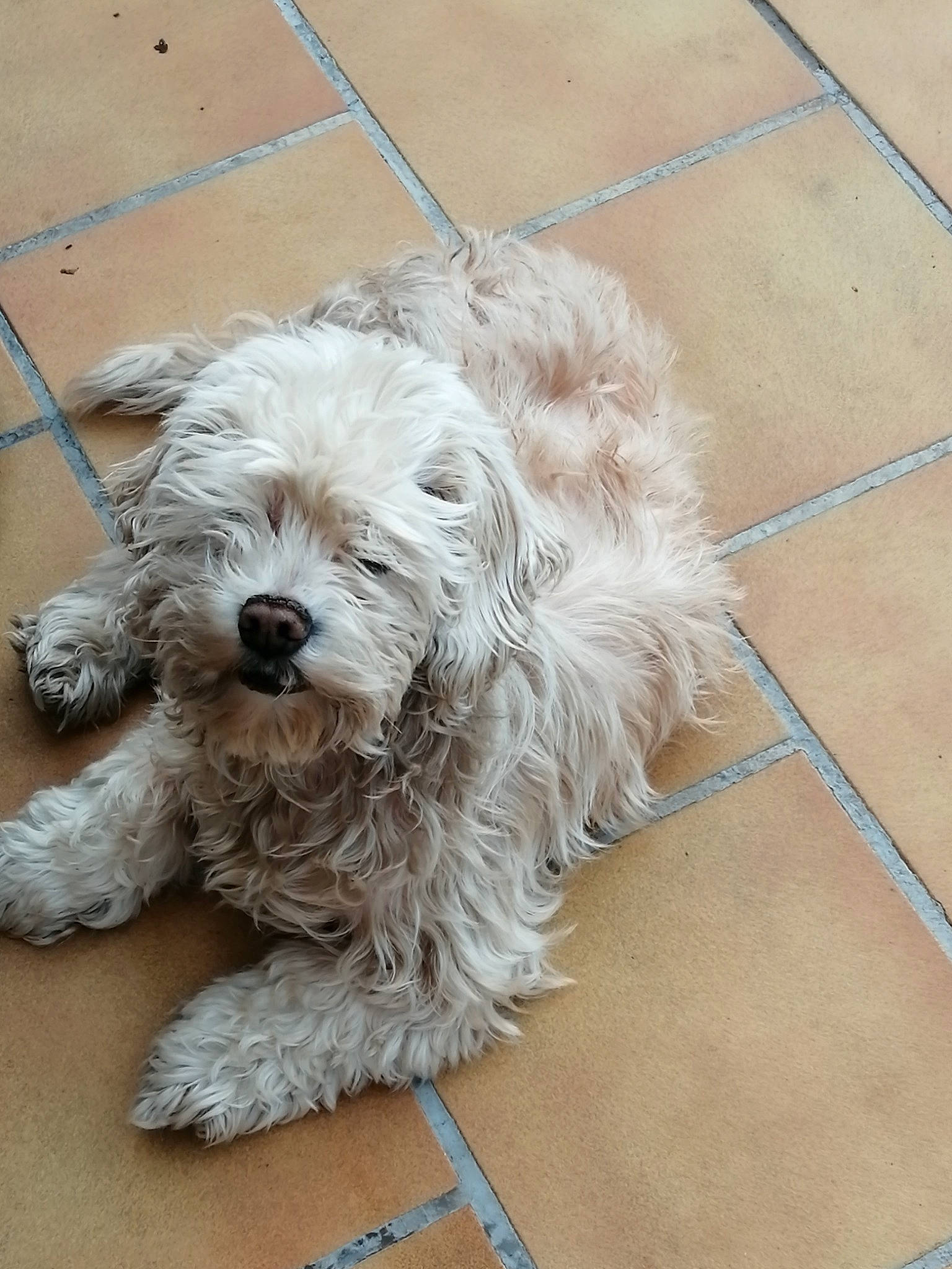 Gala a rejoint le concours — aidez-le/la à gagner de superbes lots ! canidae, carnivore, companion_dog, dog, dog_breed, dog_collar, floor, flooring, fur, hardwood, labradoodle, poodle, small_terrier, terrier, tile_flooring, toy_dog, vertebrate, water_dog, wood, working_animal