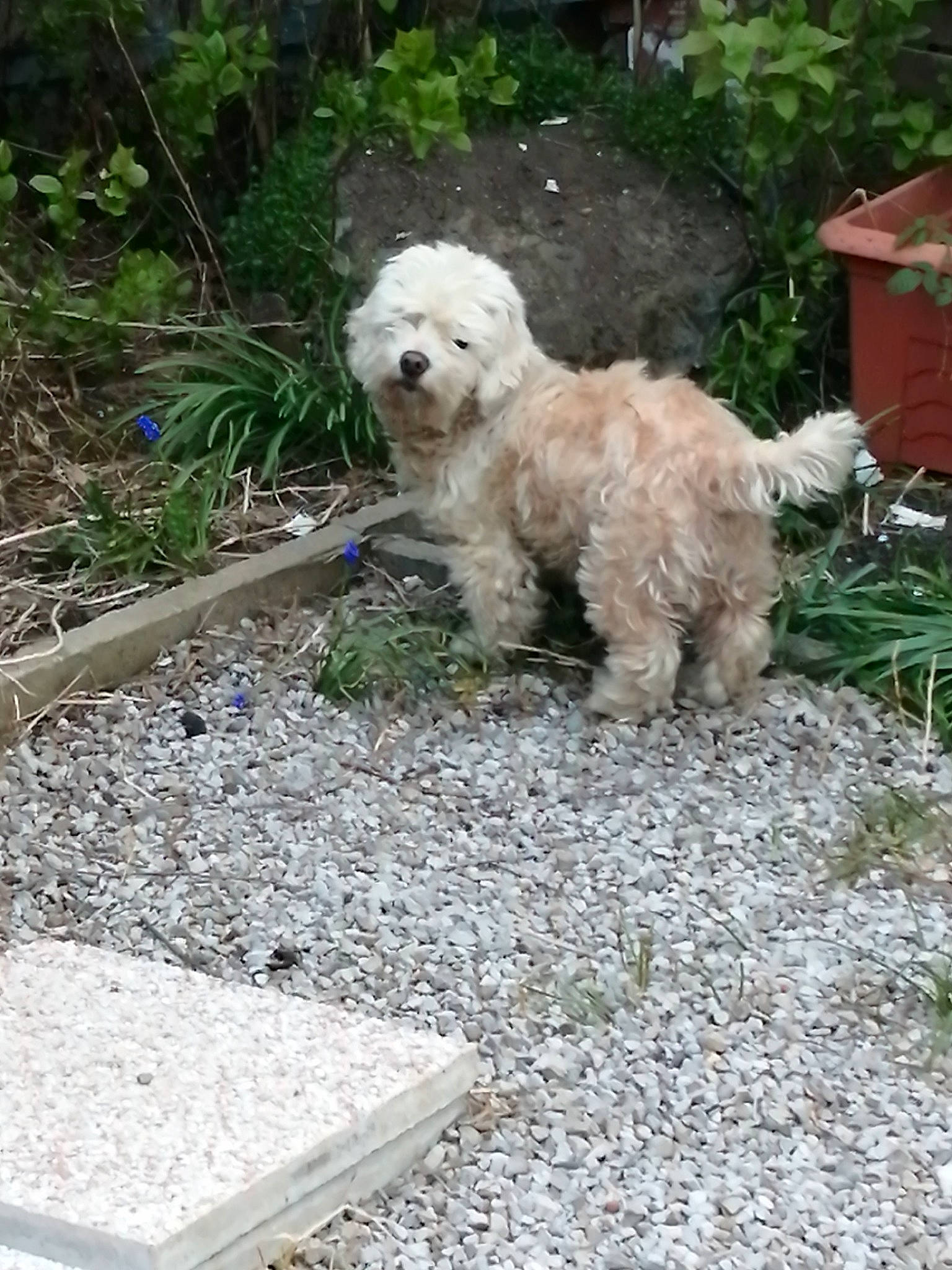 Gala a rejoint le concours — aidez-le/la à gagner de superbes lots ! canidae, carnivore, companion_dog, concrete, dog, dog_breed, grass, labradoodle, maltepoo, non_sporting_group, plant, road_surface, small_terrier, soil, sporting_group, terrier, toy_dog, water_dog, working_animal