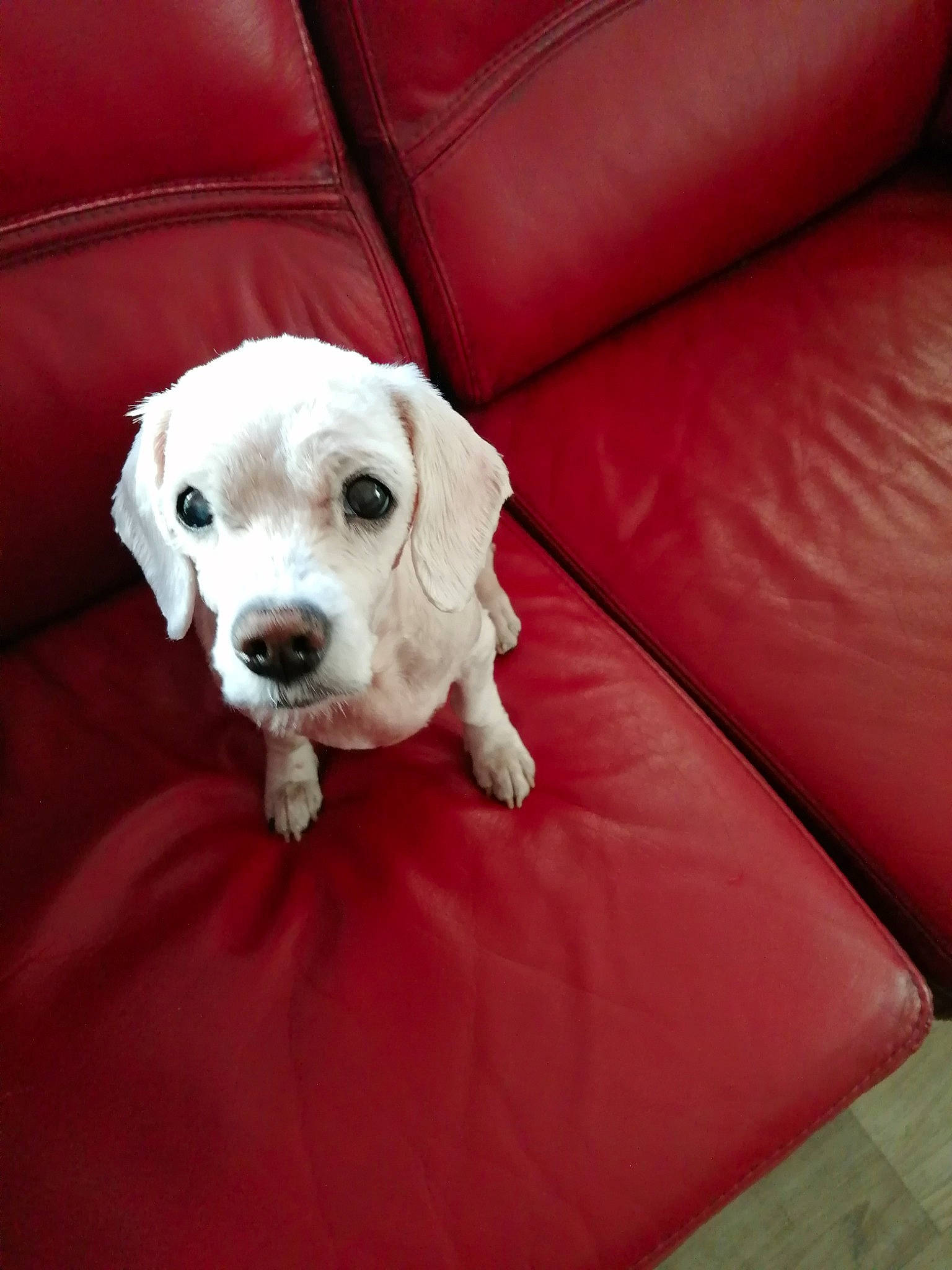 Gala participe au concours pour gagner de l'argent avec cette photo : canidae, carnivore, collar, comfort, companion_dog, couch, dog, dog_breed, dog_collar, dog_supply, flooring, fur, non_sporting_group, paw, pet_supply, puppy, sleeper_chair, snout, sporting_group, working_animal