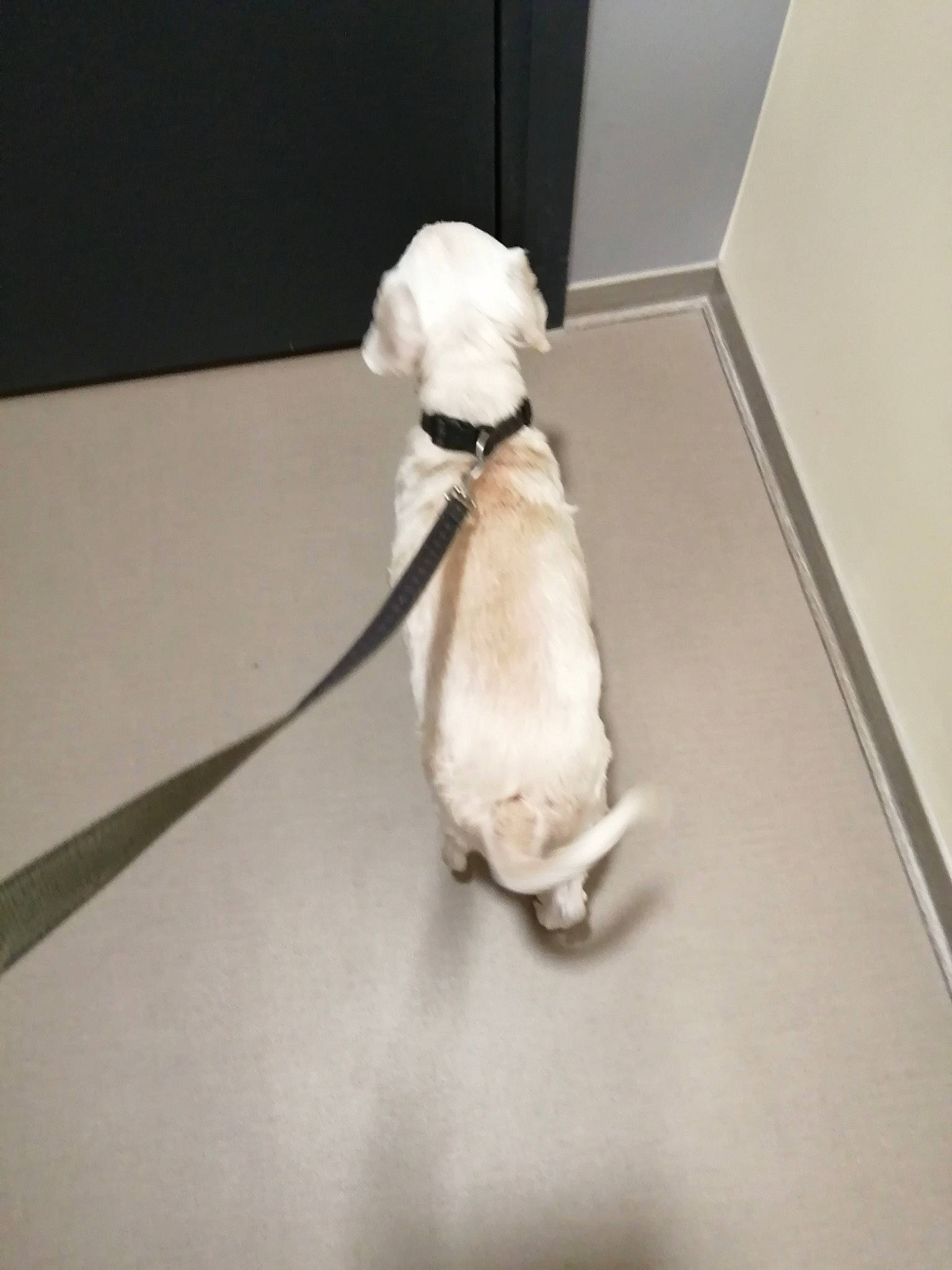 Gala participe au concours pour gagner de l'argent avec cette photo : canidae, carmine, carnivore, collar, companion_dog, dog, dog_breed, fawn, flooring, fur, leash, pet_supply, snout, sporting_group, stuffed_toy, tail, toy, toy_dog, wood, working_animal