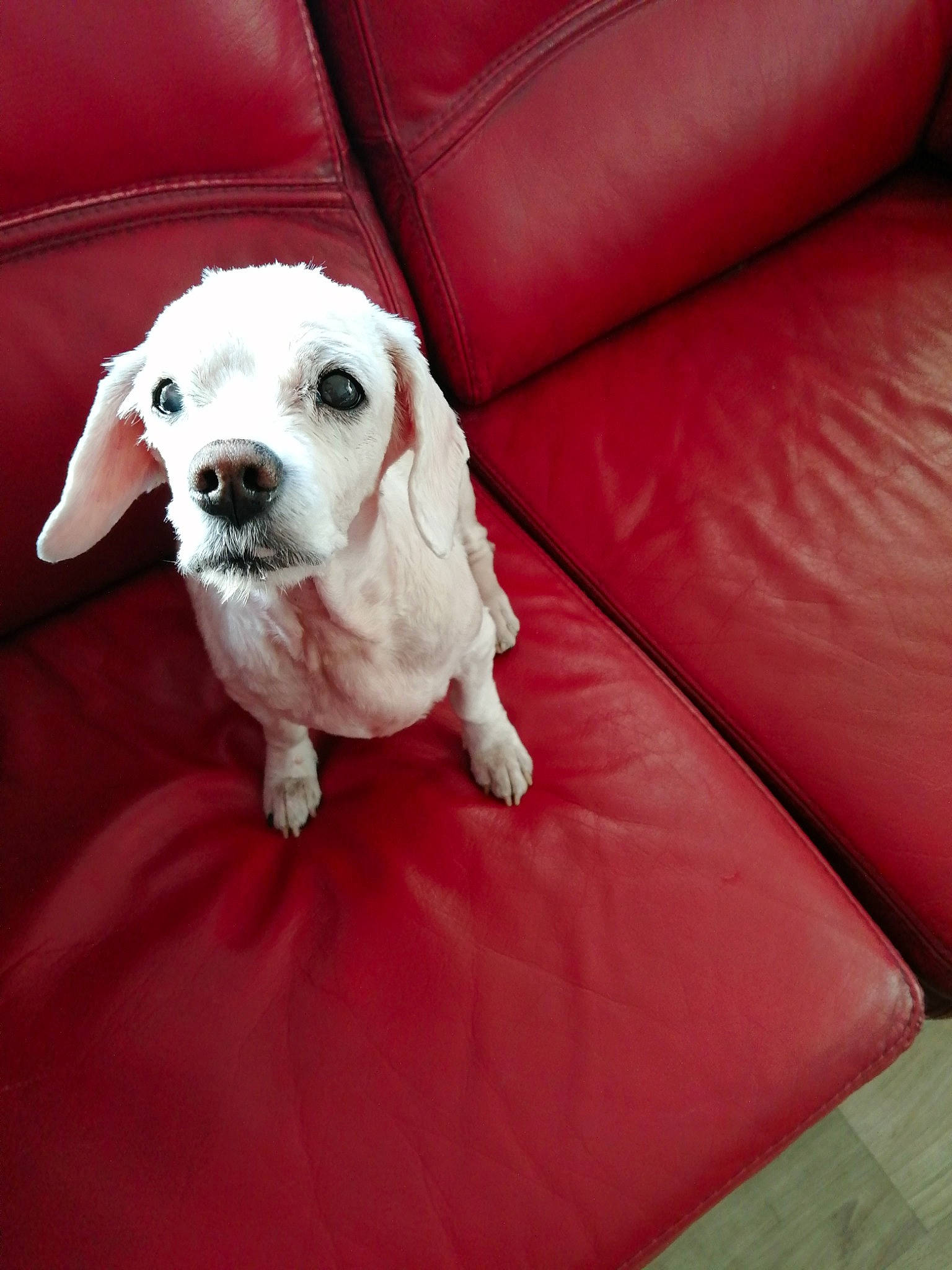 Gala a rejoint le concours — aidez-le/la à gagner de superbes lots ! canidae, carnivore, chair, collar, comfort, companion_dog, couch, dog, dog_breed, dog_clothes, dog_collar, dog_supply, fawn, flooring, pet_supply, rectangle, snout, sporting_group, toy_dog, working_animal