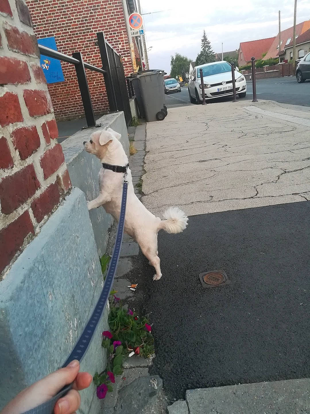 Gigi a rejoint le concours — aidez-le/la à gagner de superbes lots ! asphalt, brick, brickwork, building, car, carnivore, cloud, companion_dog, dog, dog_breed, fawn, leash, plant, road, road_surface, sidewalk, sky, tire, vehicle, wheel